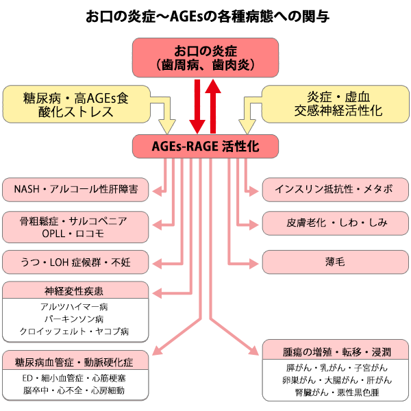 AGEsの各種病態への関与図